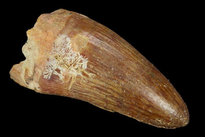 Cretaceous Fossil Crocodile Tooth - Morocco #122467